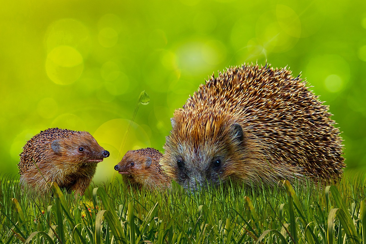 wildlife, hedgehog, background