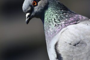 white and purple bird in close up photography